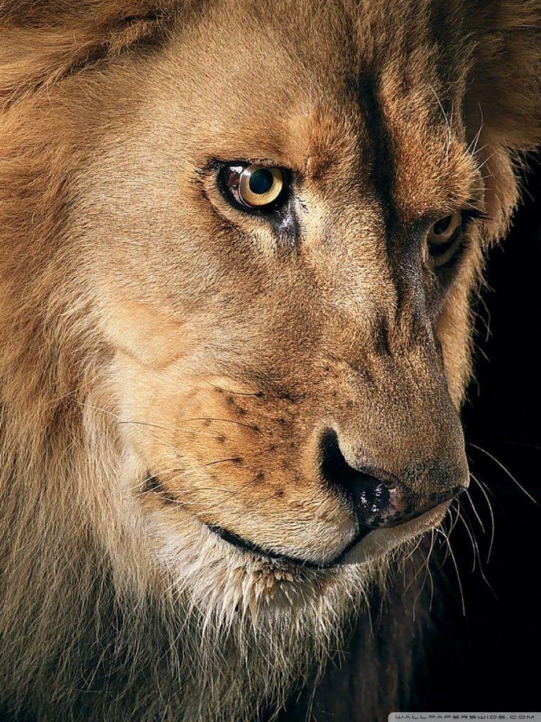 Lion Face HD Wallpapers Wallpaper Cave