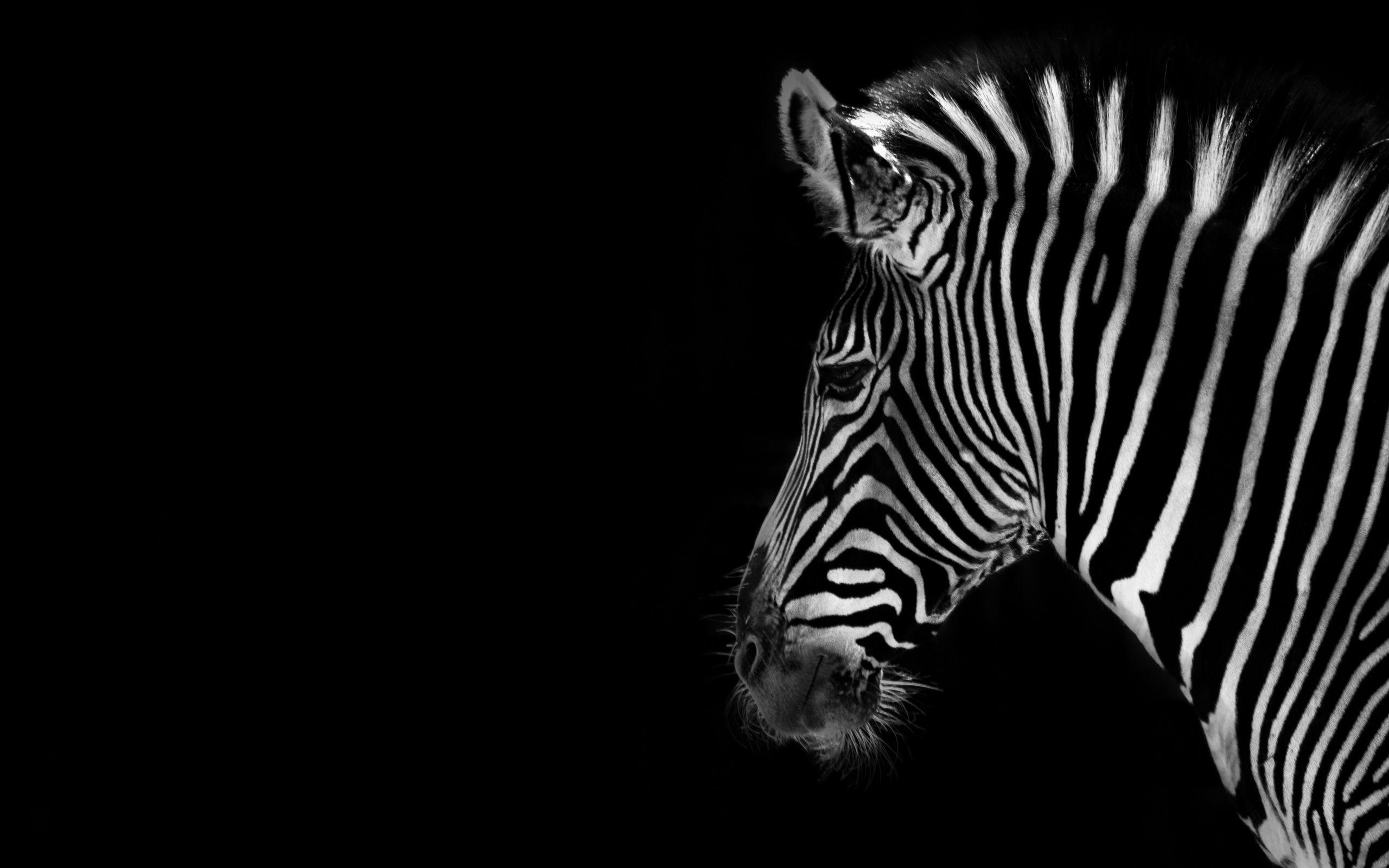 Zebra Wallpapers Wallpaper Cave