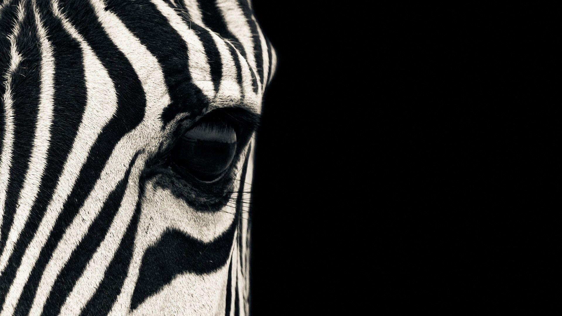 Zebra HD Wallpapers Wallpaper Cave