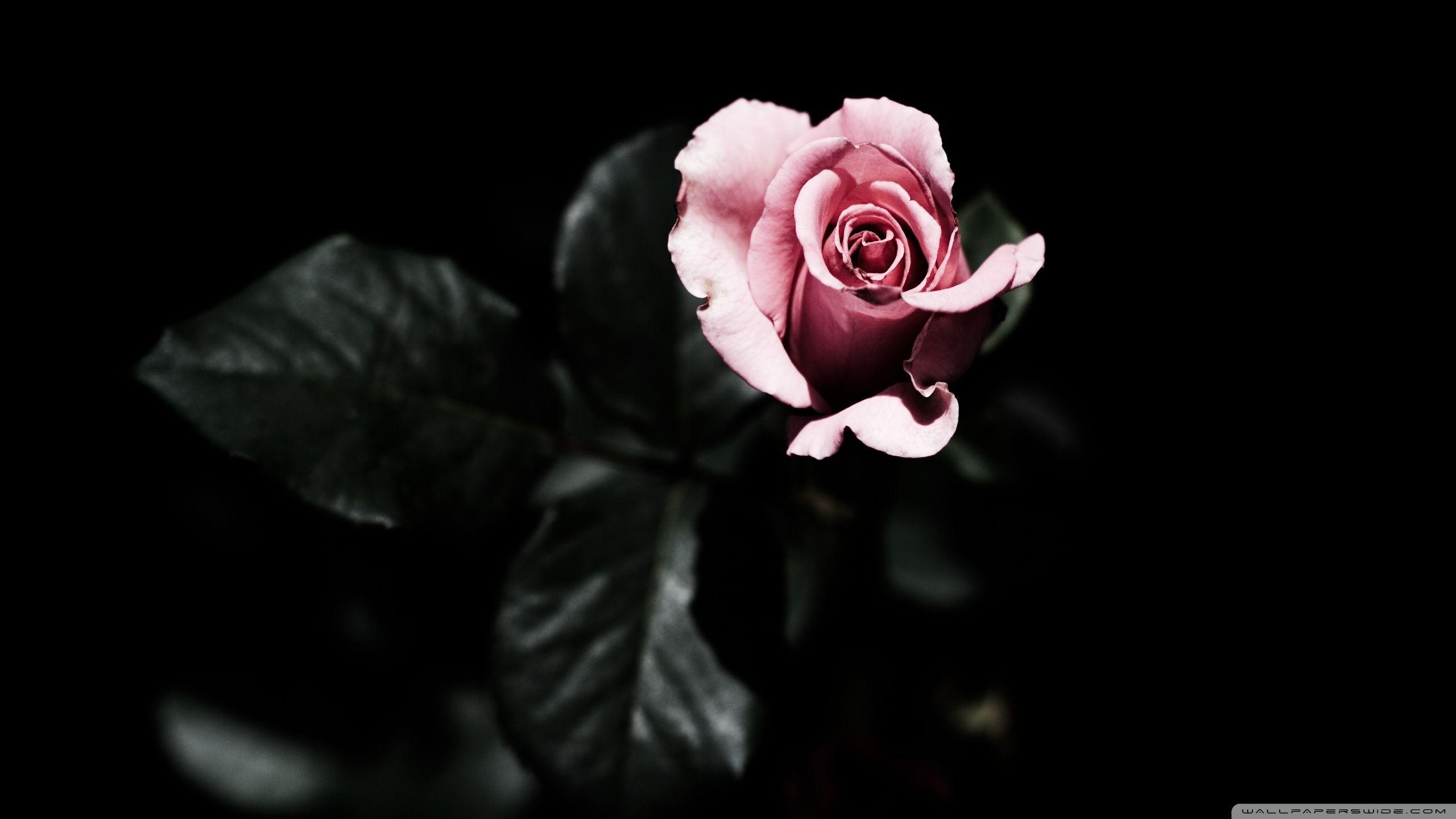Single Rose Wallpapers Wallpaper Cave