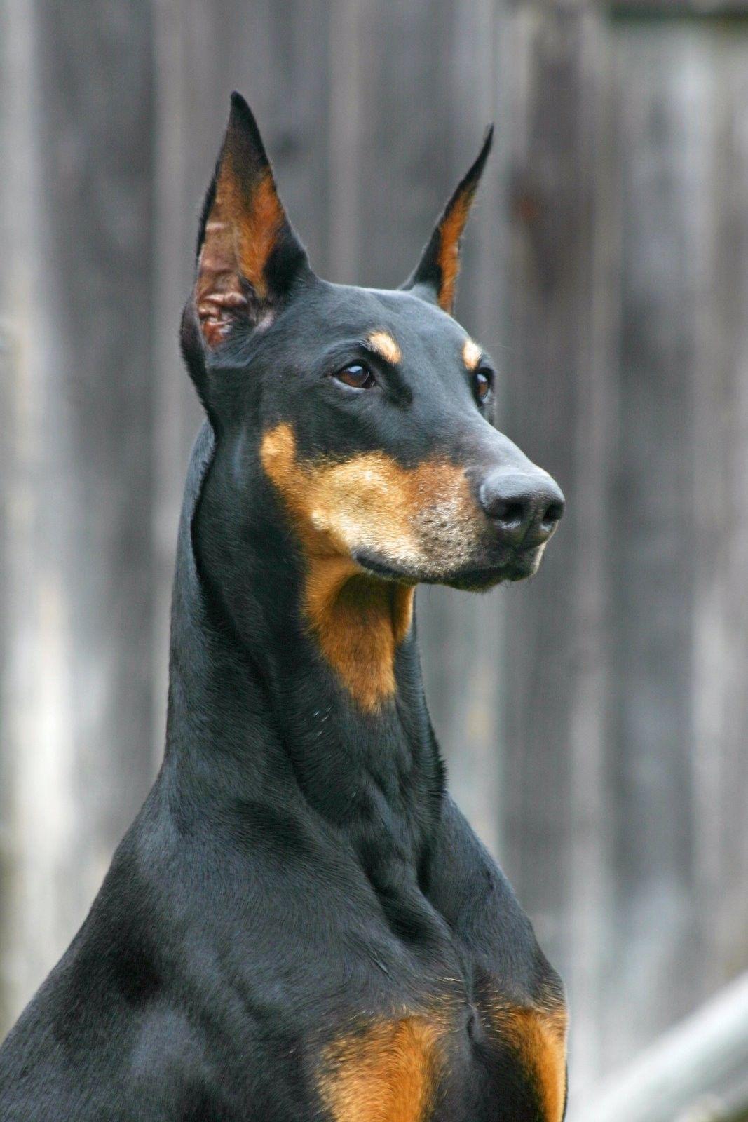 Dobermann Wallpapers Wallpaper Cave
