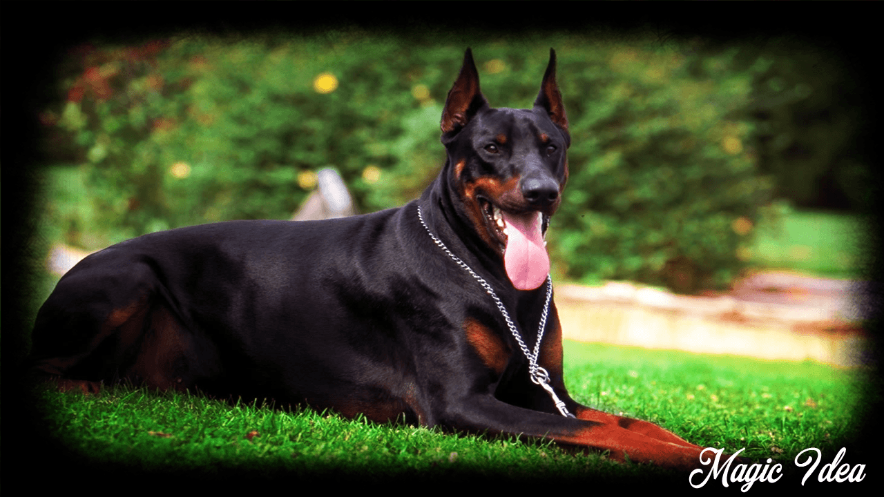 Dobermann Wallpapers Wallpaper Cave