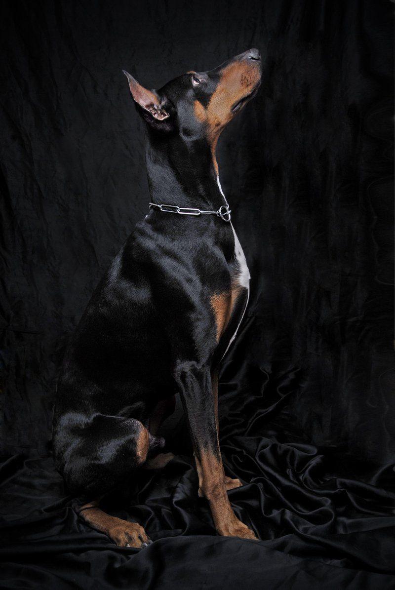 Dobermann Wallpapers Wallpaper Cave