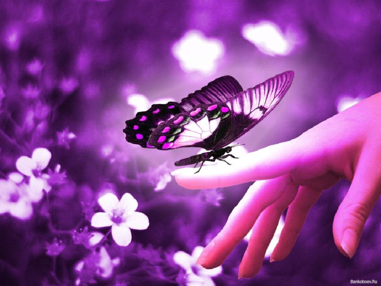 Cute Butterfly Wallpapers Wallpaper Cave