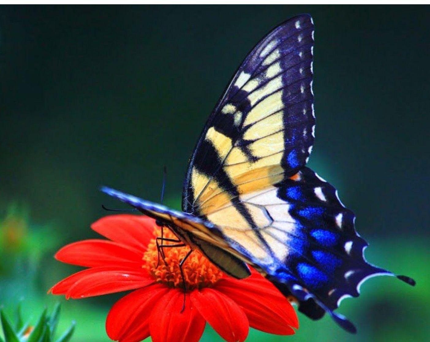 Cute Butterfly Wallpapers Wallpaper Cave