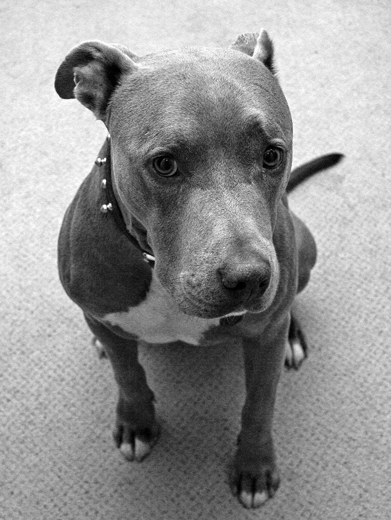 American Pit Bull Terrier Wallpapers Wallpaper Cave