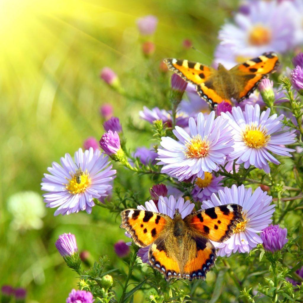 Flowers With Butterfly Wallpapers HD Wallpaper Cave