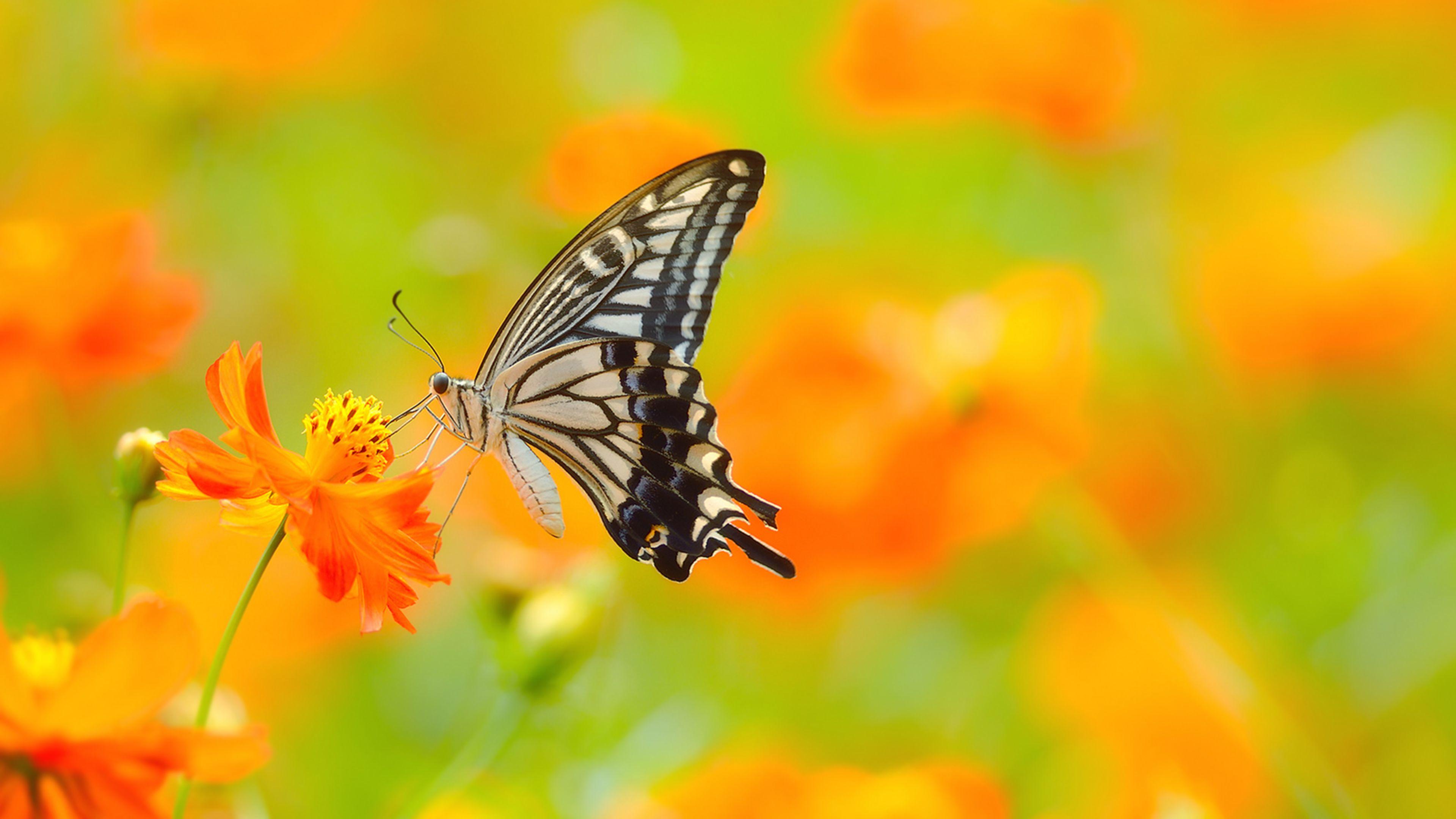 Flowers With Butterfly Wallpapers HD Wallpaper Cave