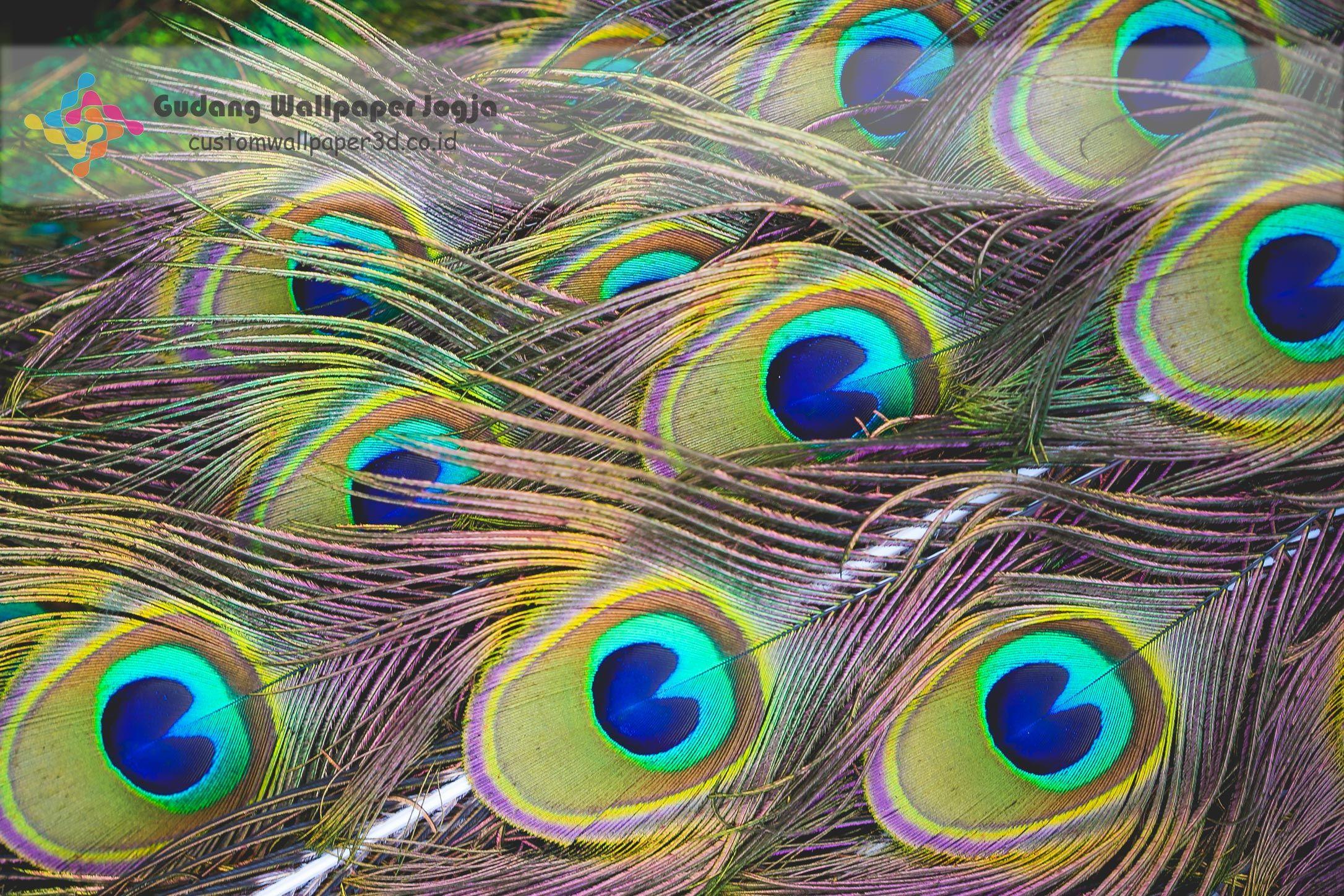 Merak HD Wallpapers Wallpaper Cave