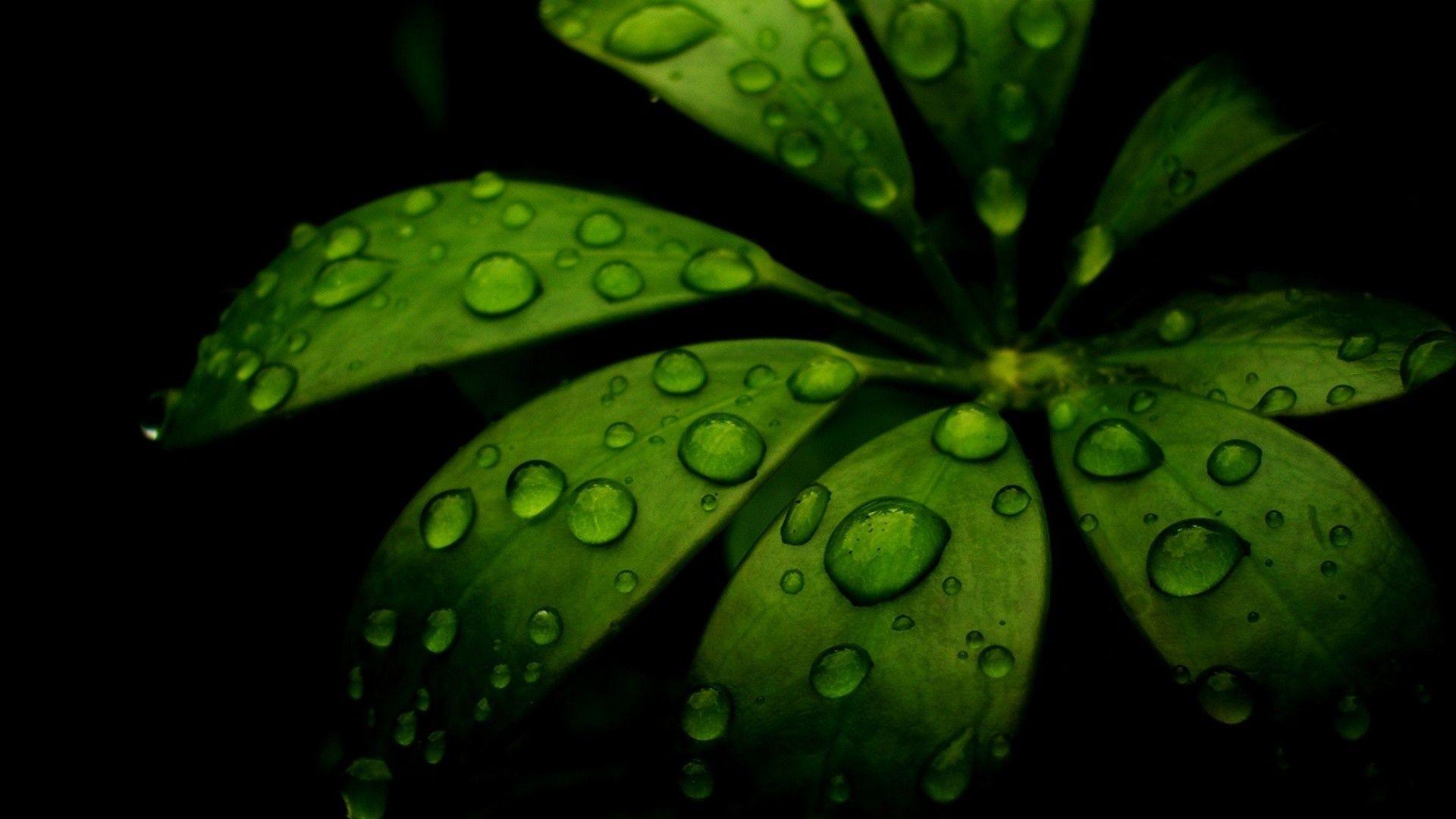 Green Black Wallpapers Wallpaper Cave