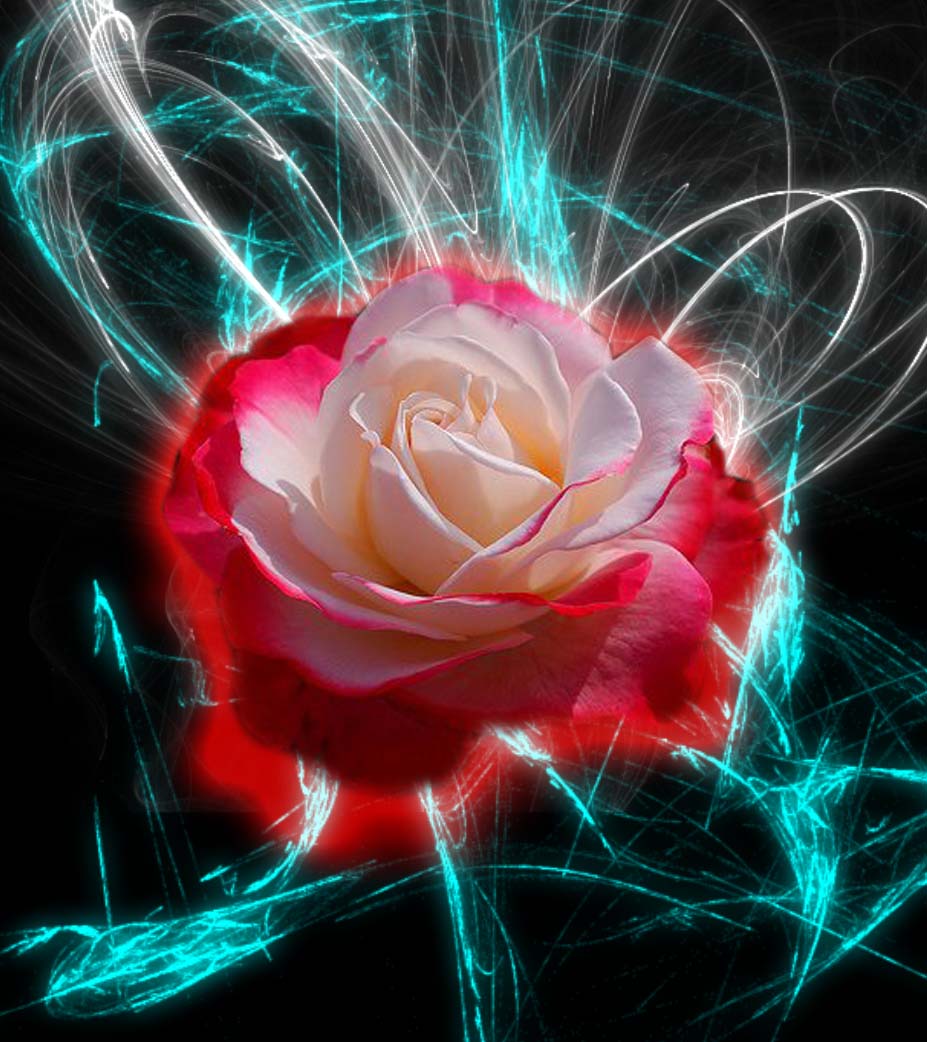 Red And White Rose Wallpapers Wallpaper Cave