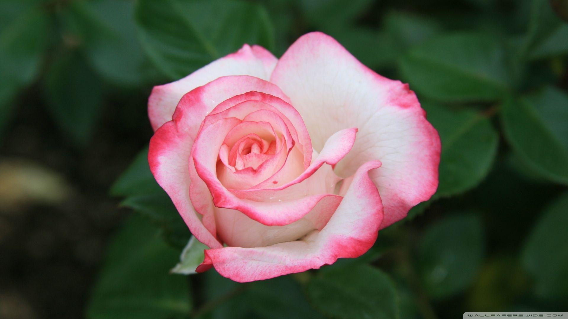 White Roses With Red Edges