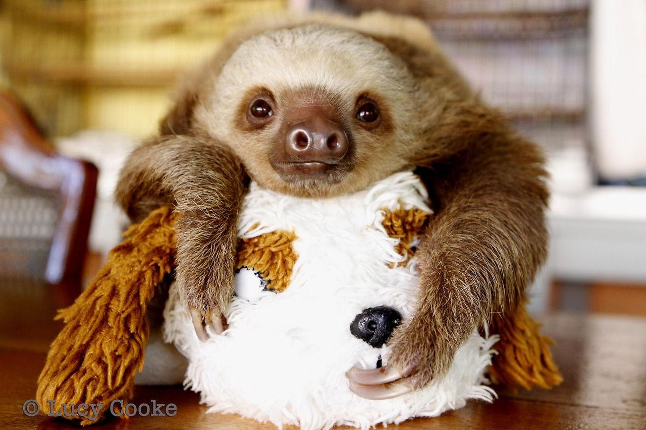 Baby Sloths Wallpapers Wallpaper Cave