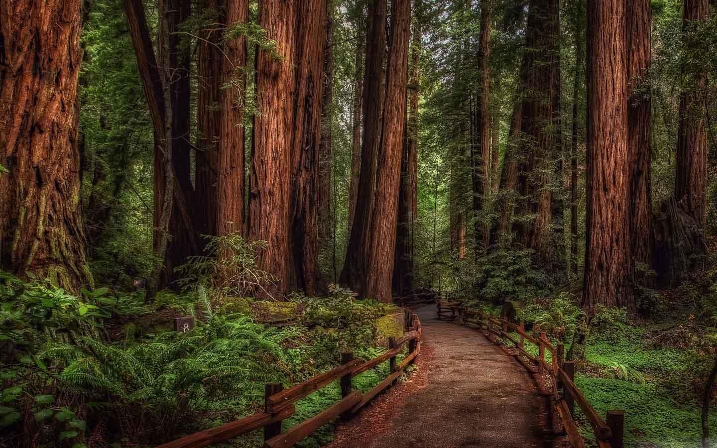 Backgrounds HD App Wallpaper Cave