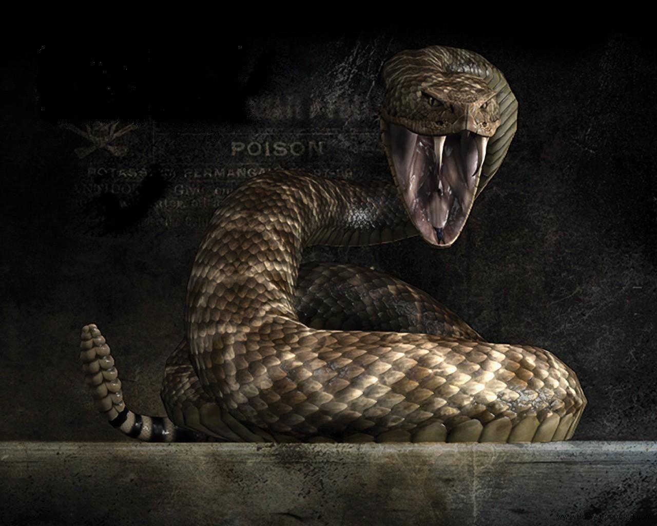 Cobra Vipers Wallpapers Wallpaper Cave