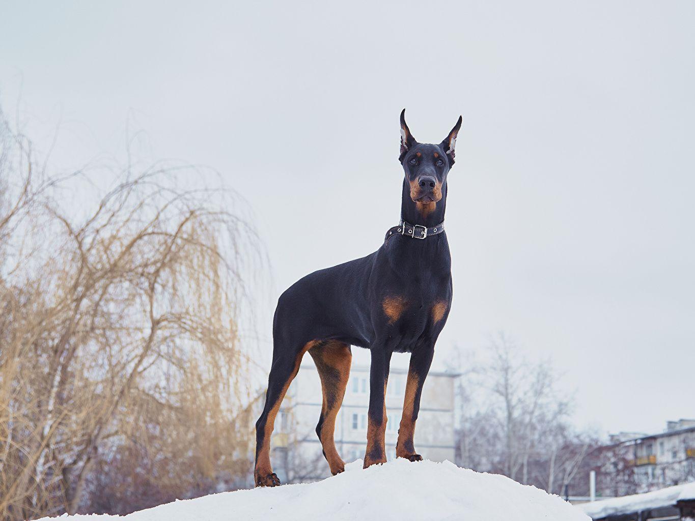 Doberman Dog Wallpapers Wallpaper Cave