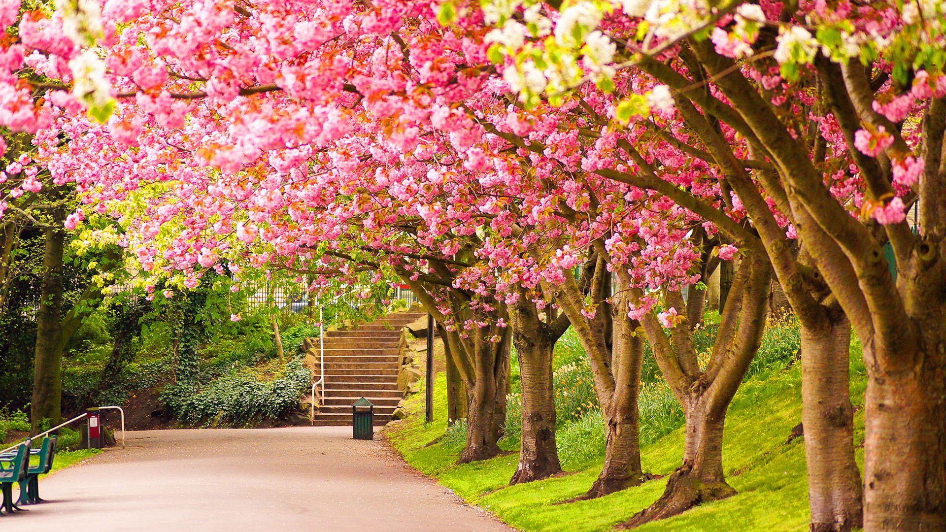 Flowers And Trees Wallpapers Wallpaper Cave