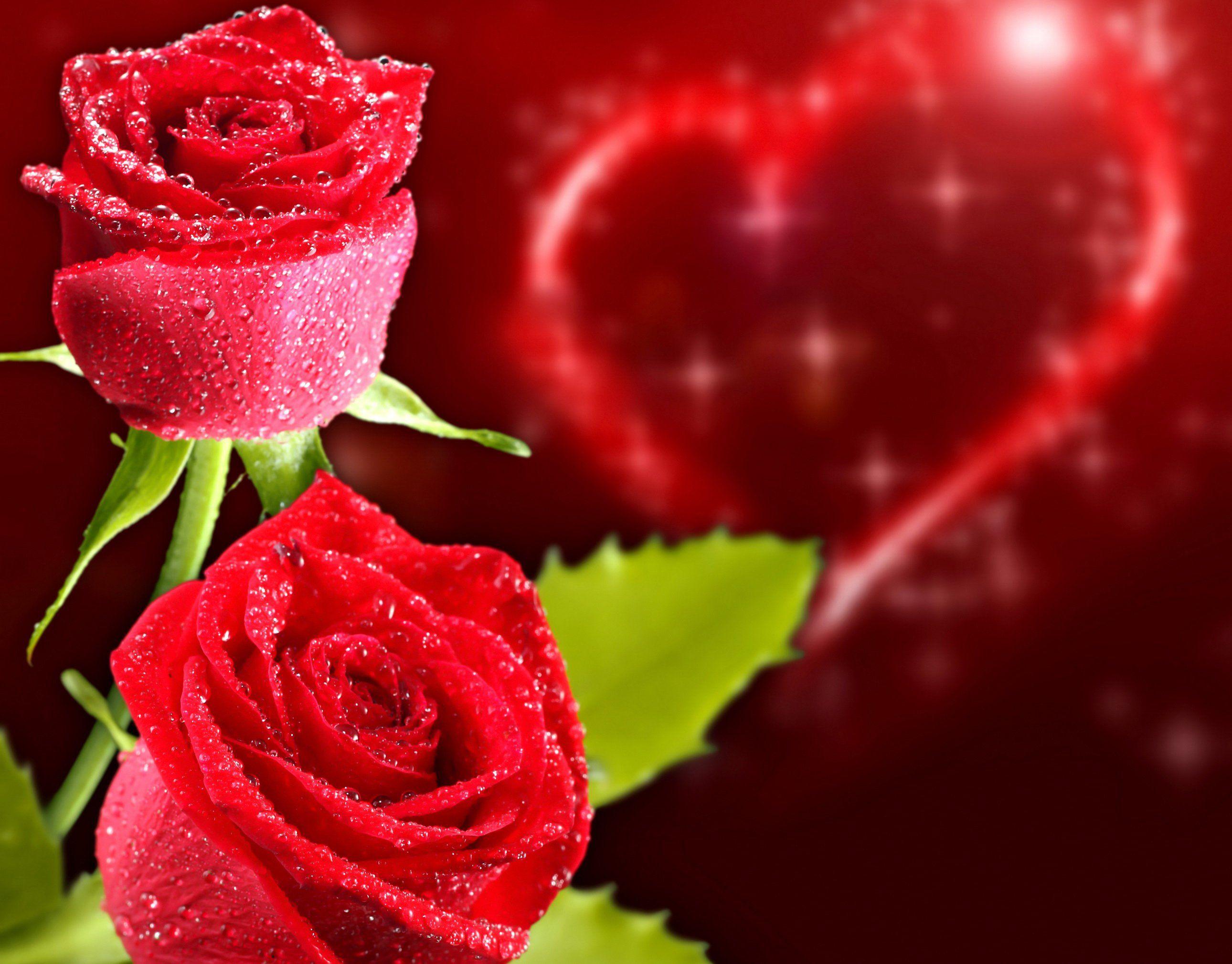 Red Roses Wallpapers Heart Wallpaper Cave