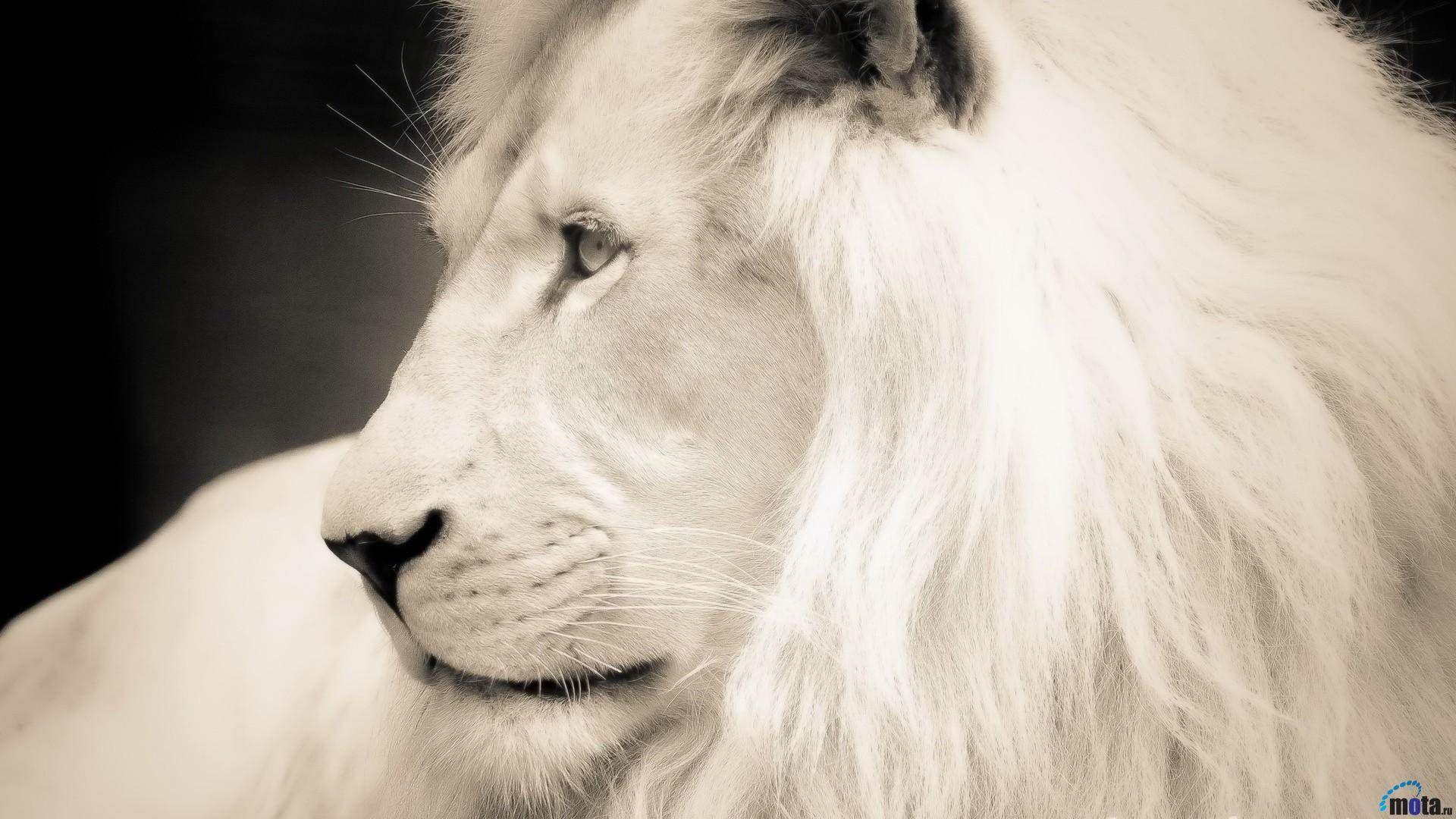 Wallpapers HD White Lion Wallpaper Cave