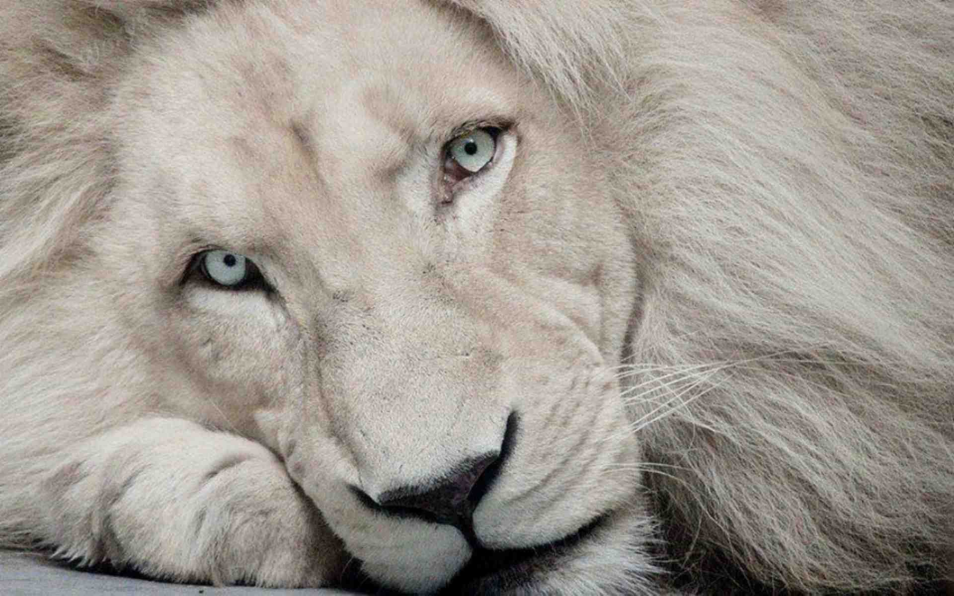 White Lion HD Wallpapers Wallpaper Cave