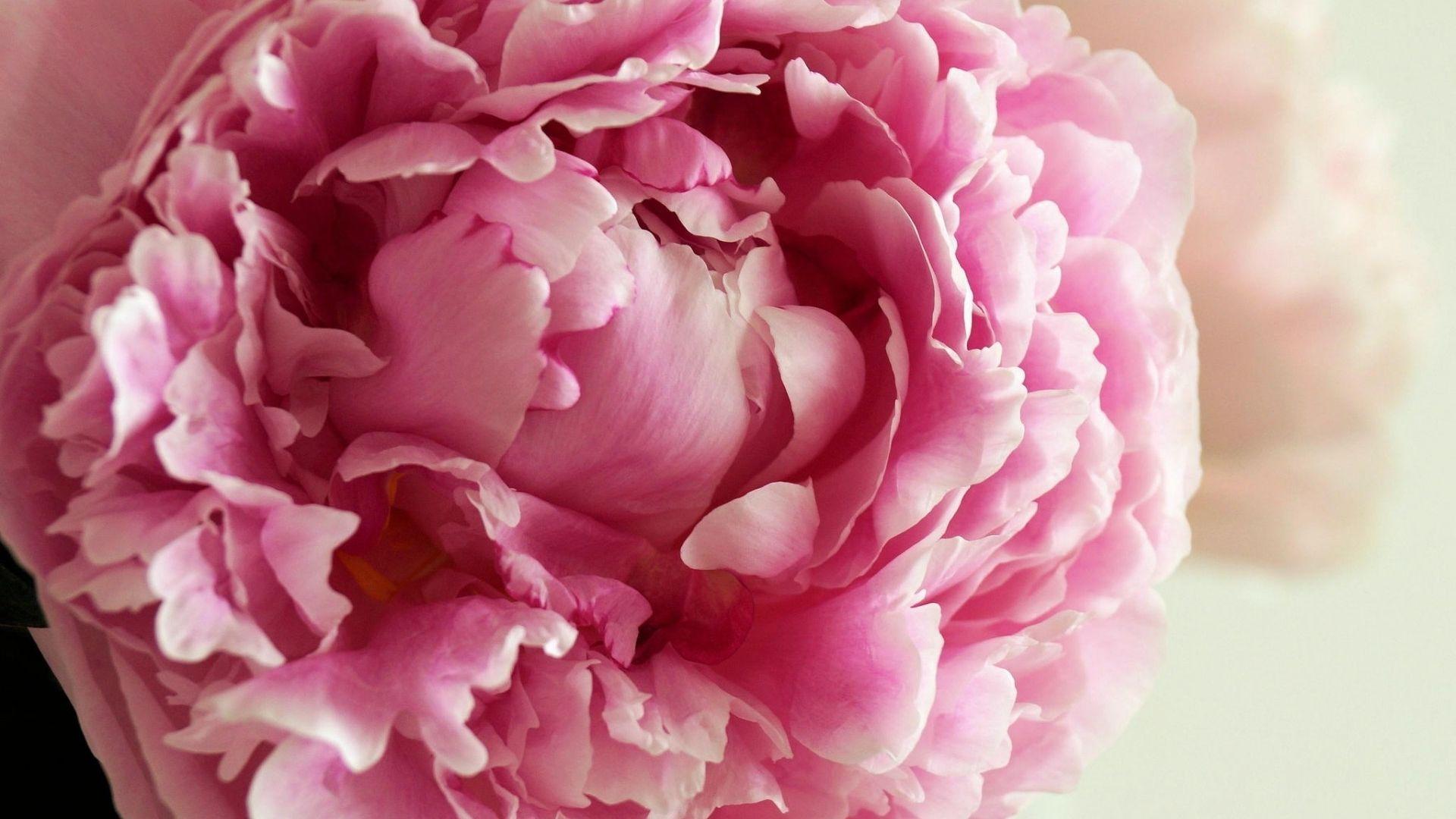 Peony Wallpapers Desktop Wallpaper Cave