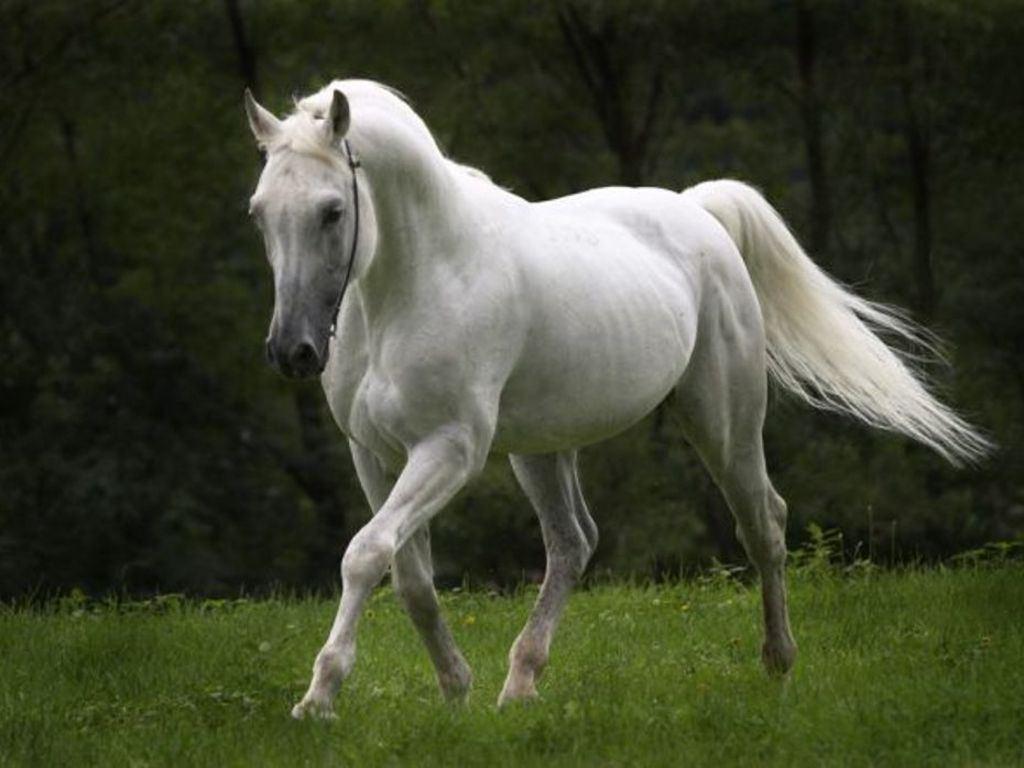 HD White Horse Wallpapers Wallpaper Cave