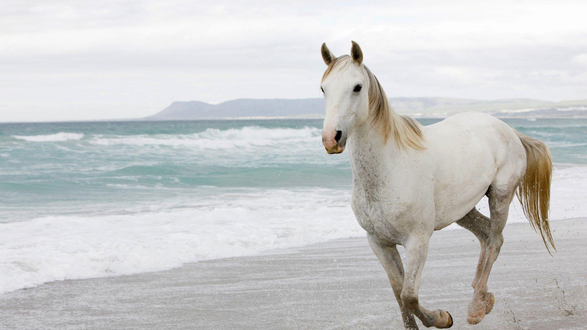 HD White Horse Wallpapers Wallpaper Cave