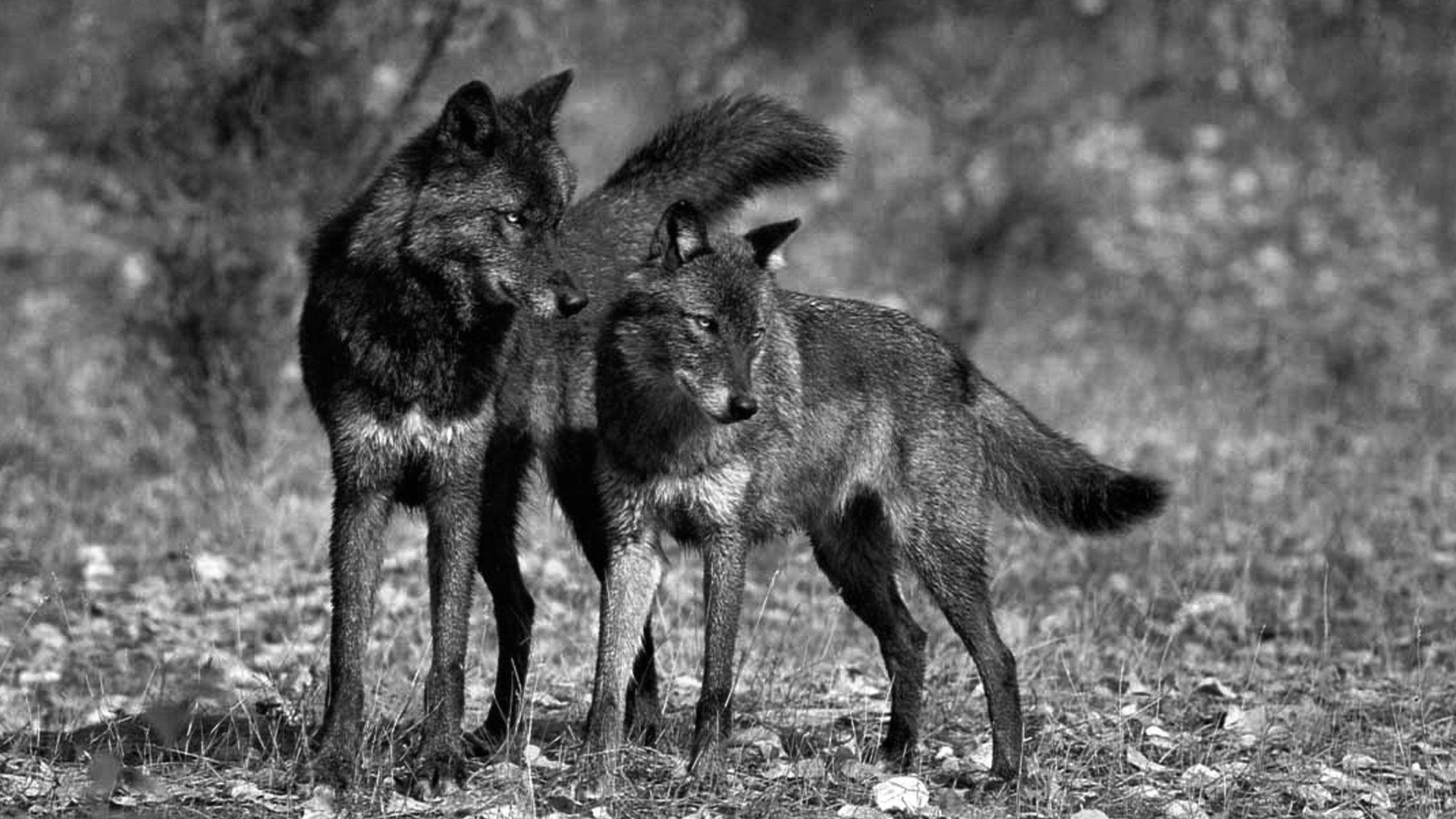 Black Wolves Wallpapers Wallpaper Cave