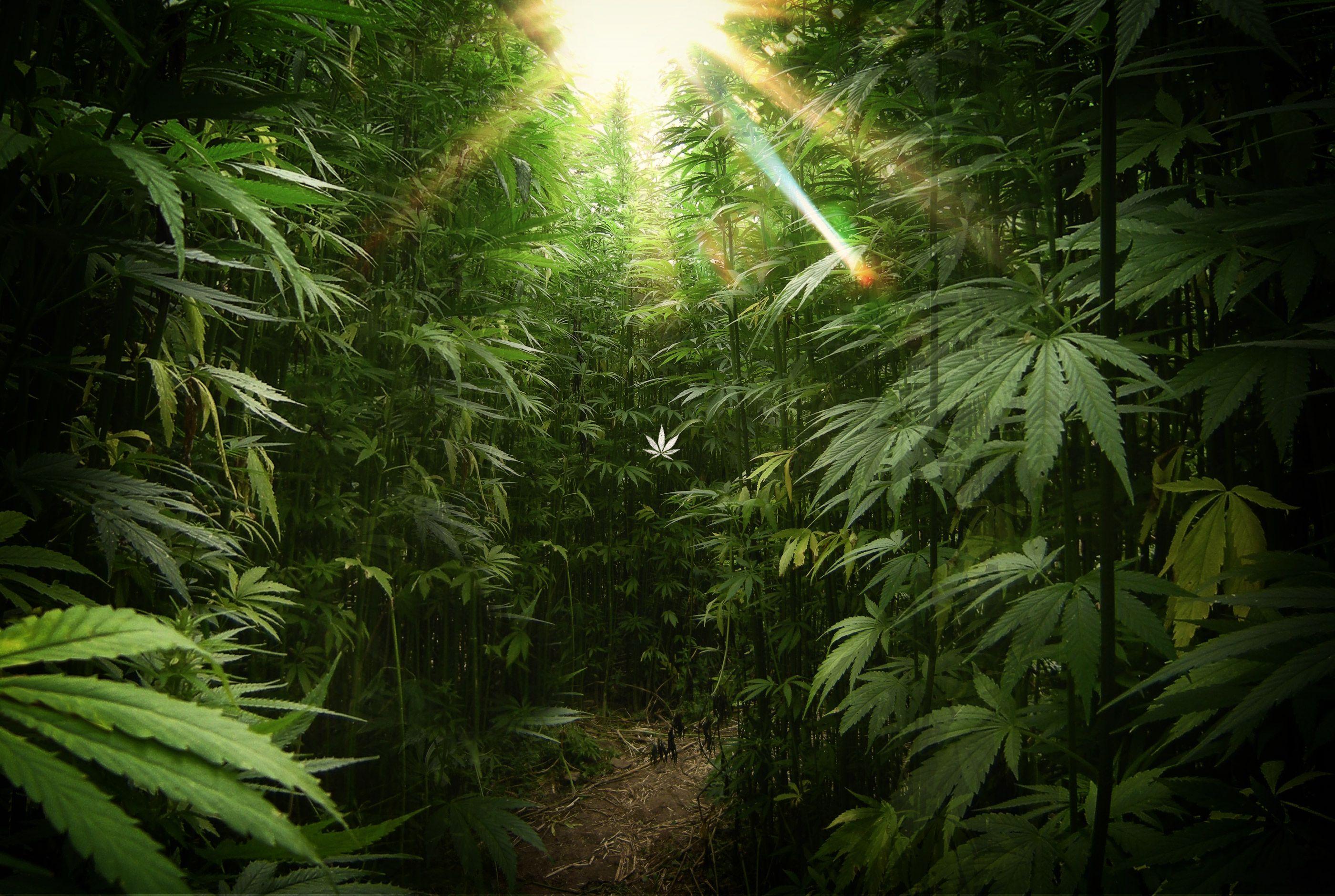 Cannabis Wallpapers 1920x1080 Wallpaper Cave
