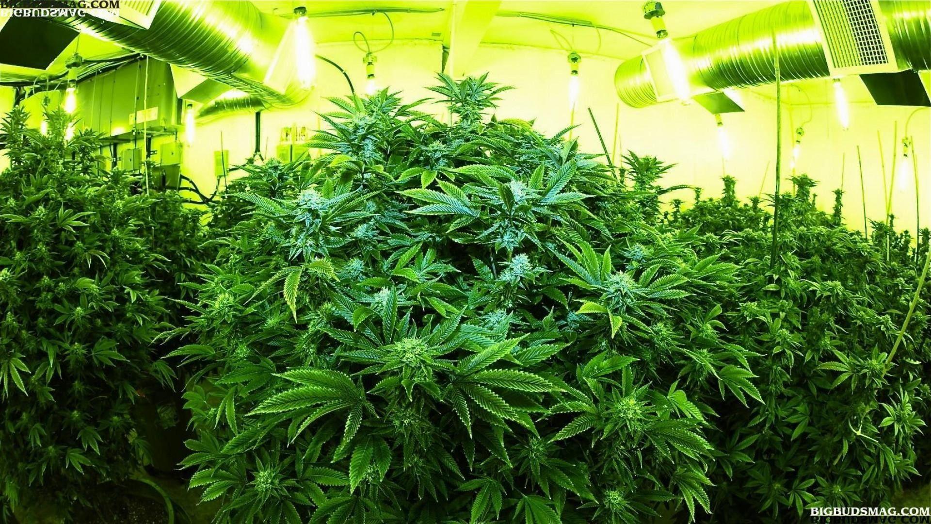 Cannabis Wallpapers 1920x1080 Wallpaper Cave