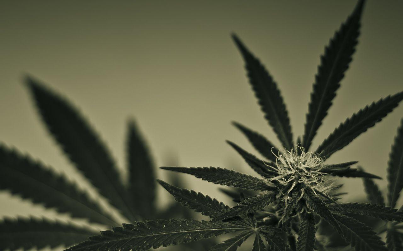 Weed Wallpapers Tumblr Wallpaper Cave