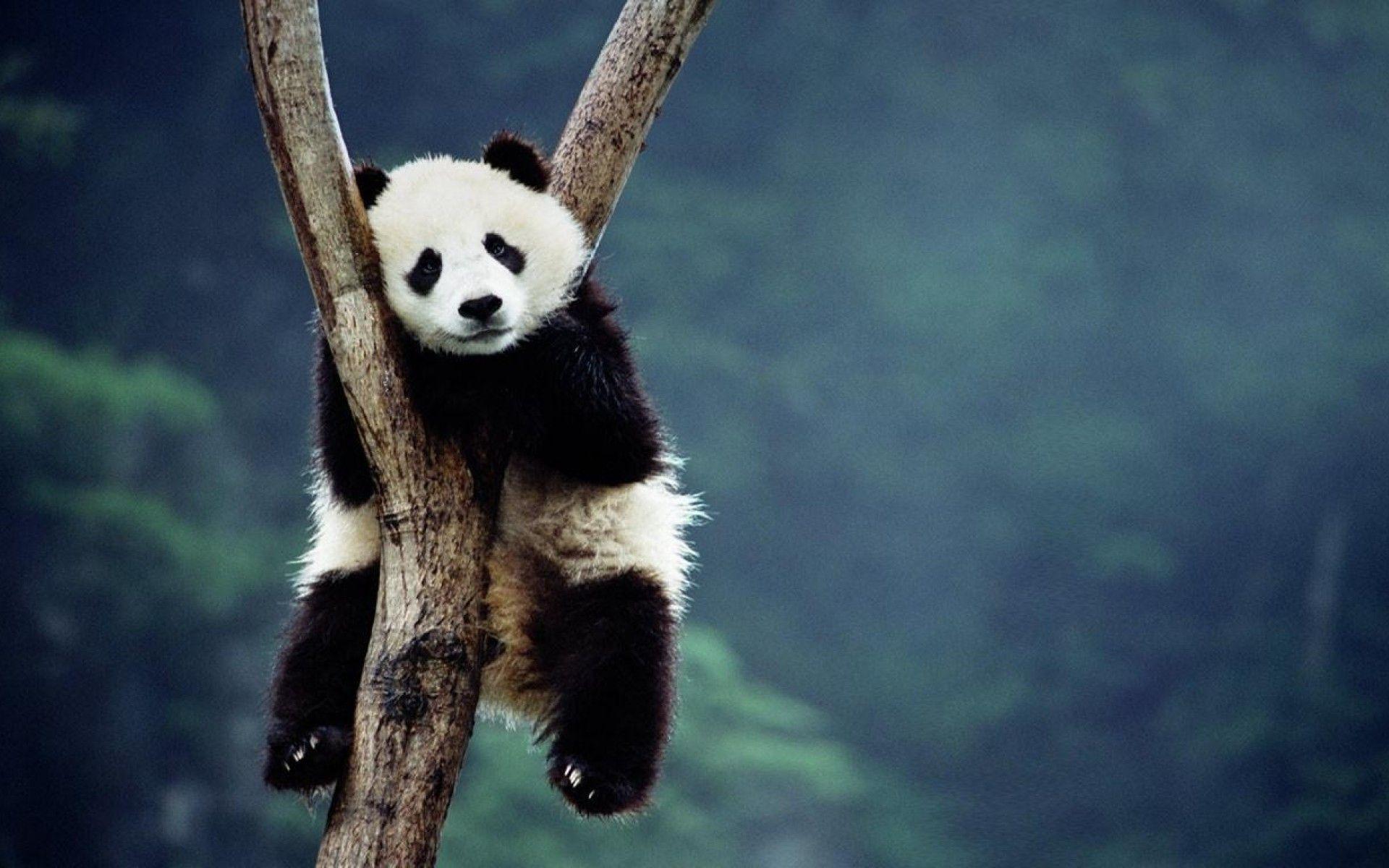 Panda Wallpapers For Desktop Wallpaper Cave
