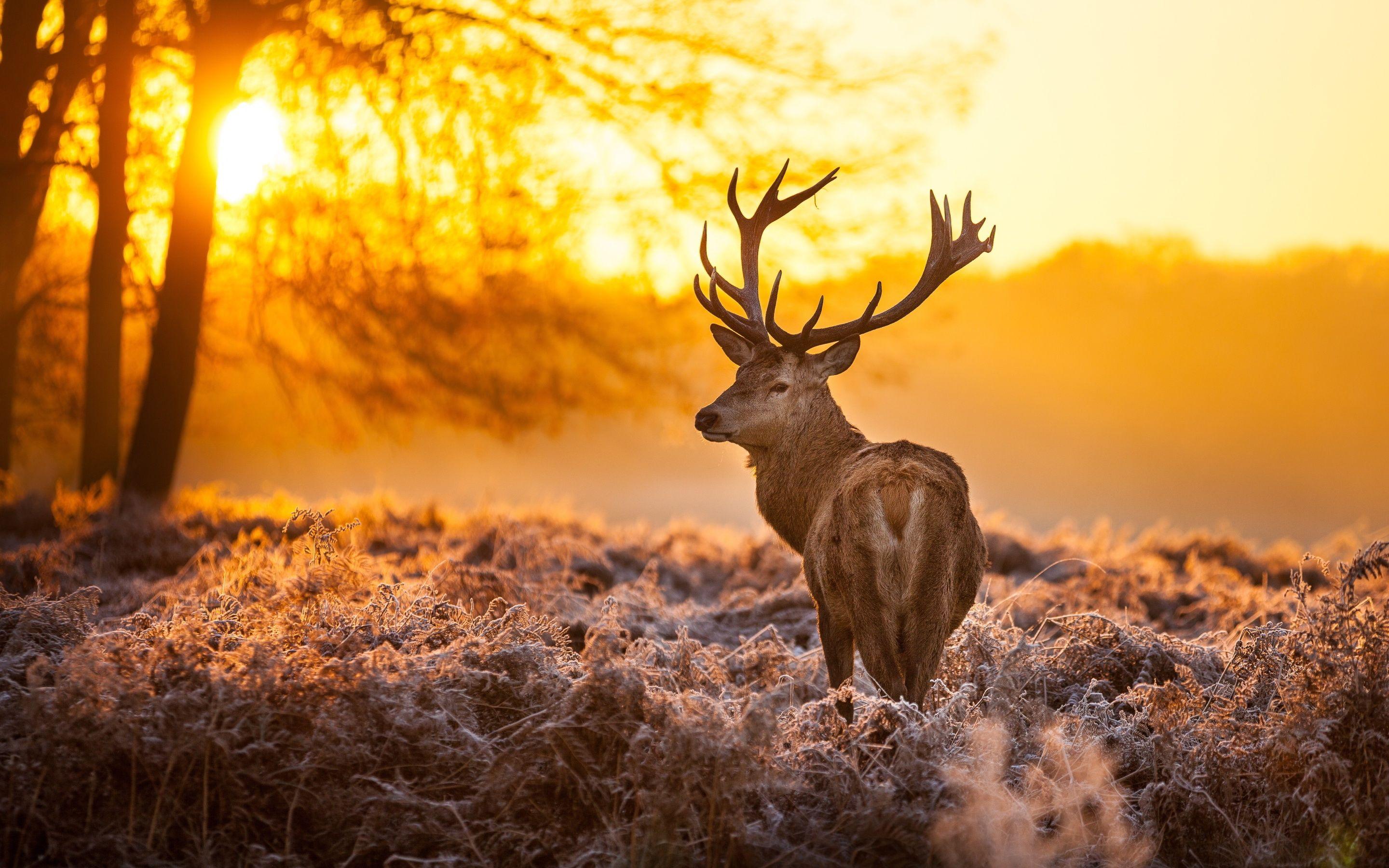 Animal Deer Hd Wallpapers Wallpaper Cave Riset