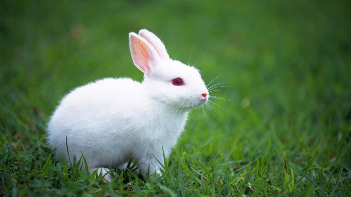 Cute White Baby Rabbits Wallpapers Wallpaper Cave