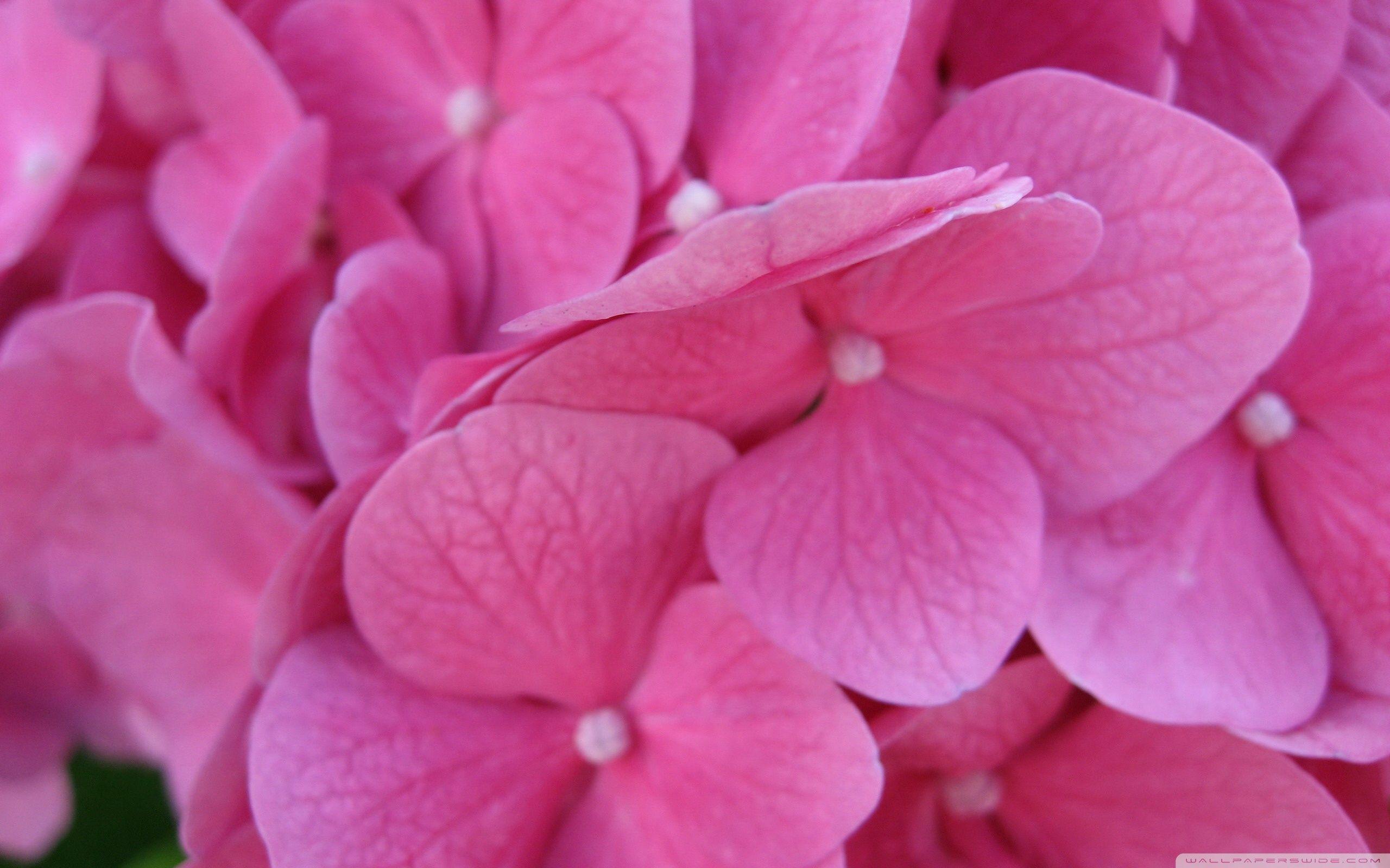 Pink Hydrangea Wallpapers Wallpaper Cave