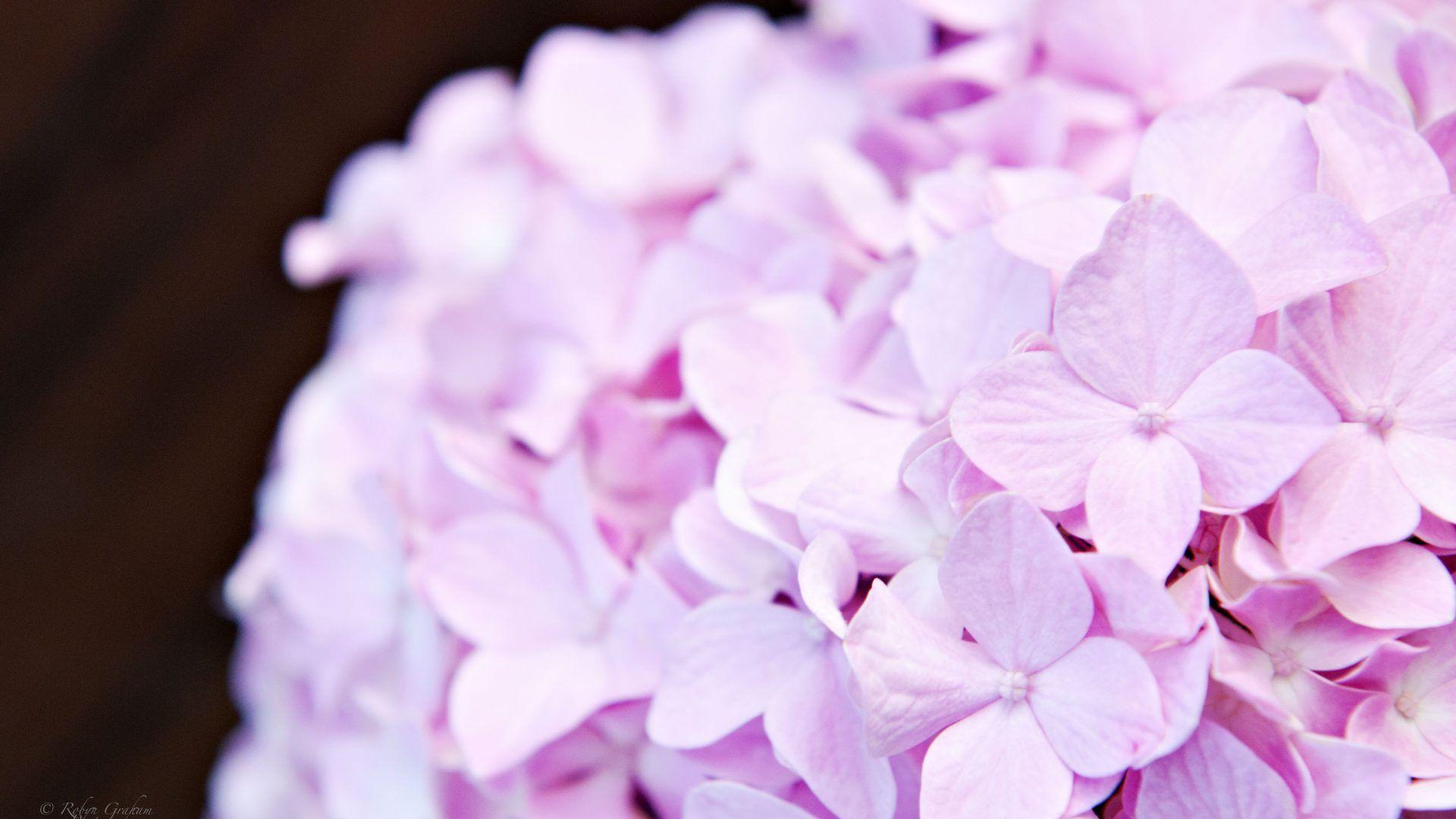 Pink Hydrangea Wallpapers Wallpaper Cave