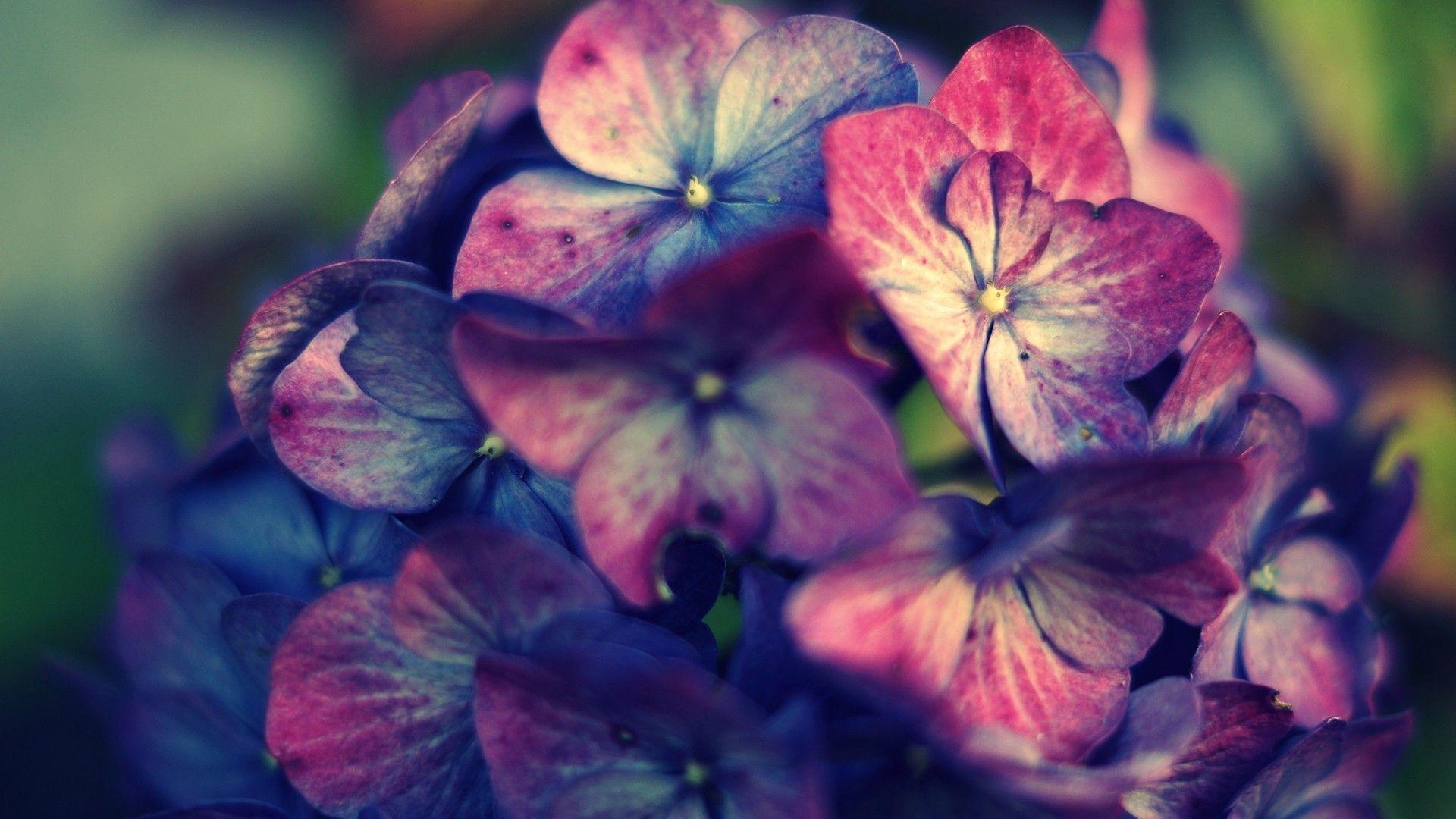 Pink Hydrangea Wallpapers Wallpaper Cave