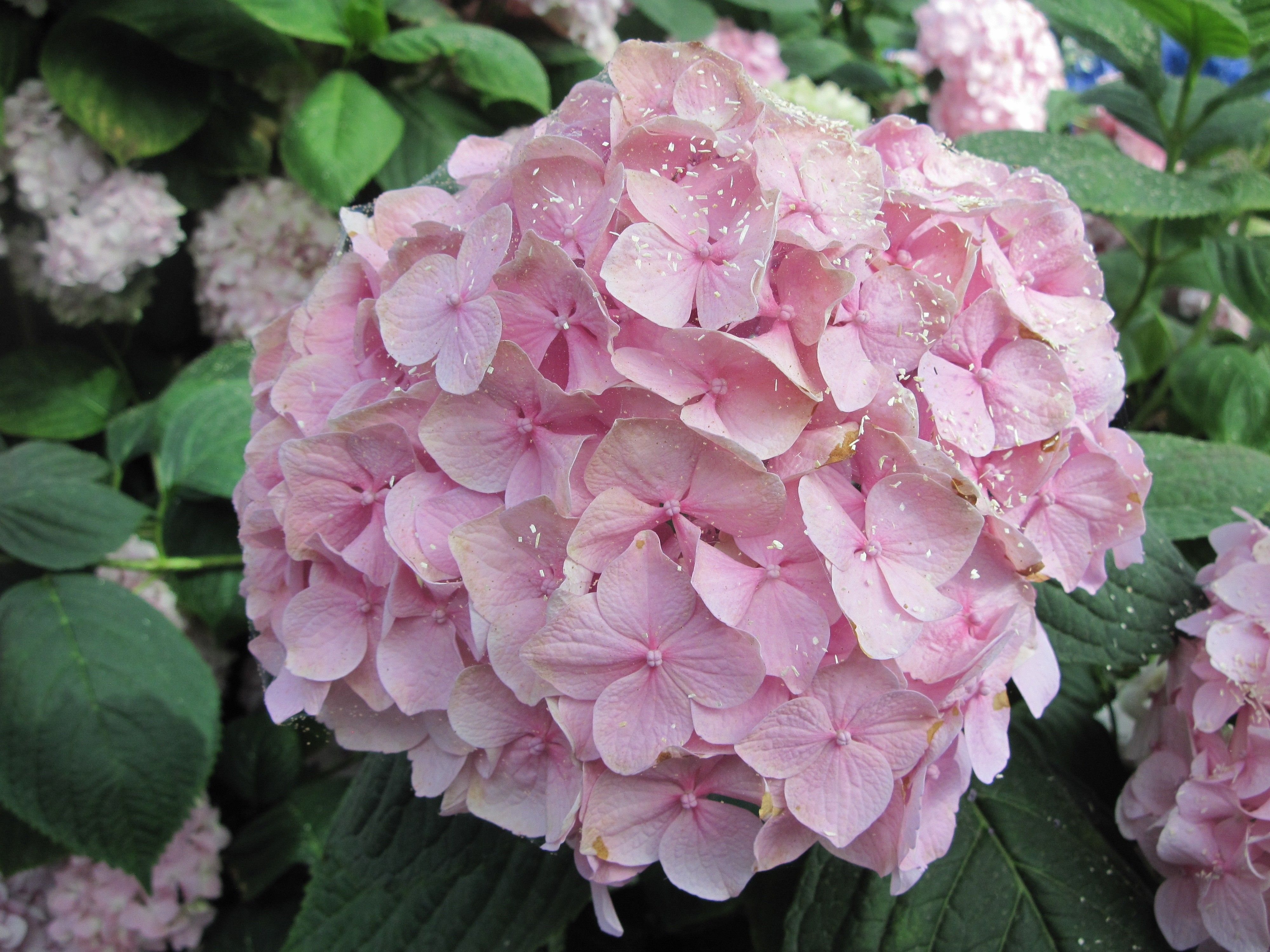 Pink Hydrangea Wallpapers Wallpaper Cave