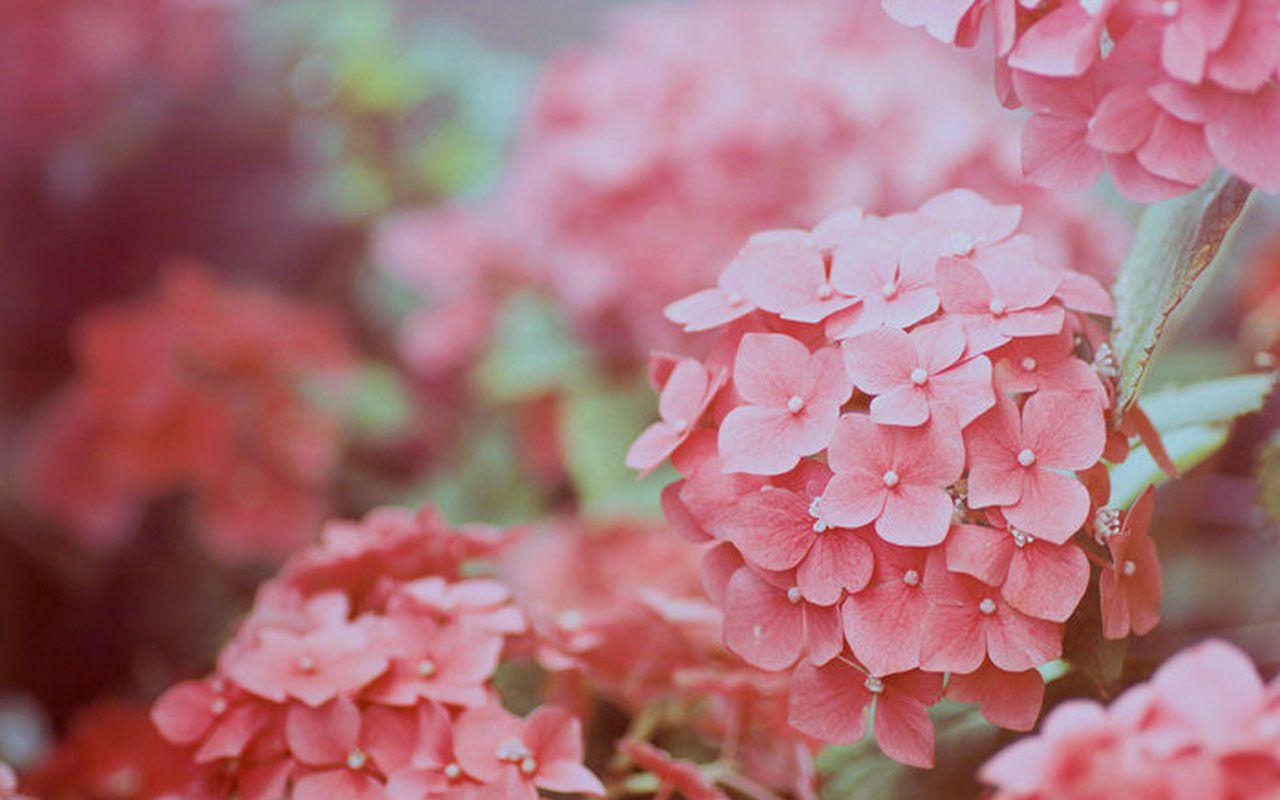 Pink Hydrangea Wallpapers Wallpaper Cave