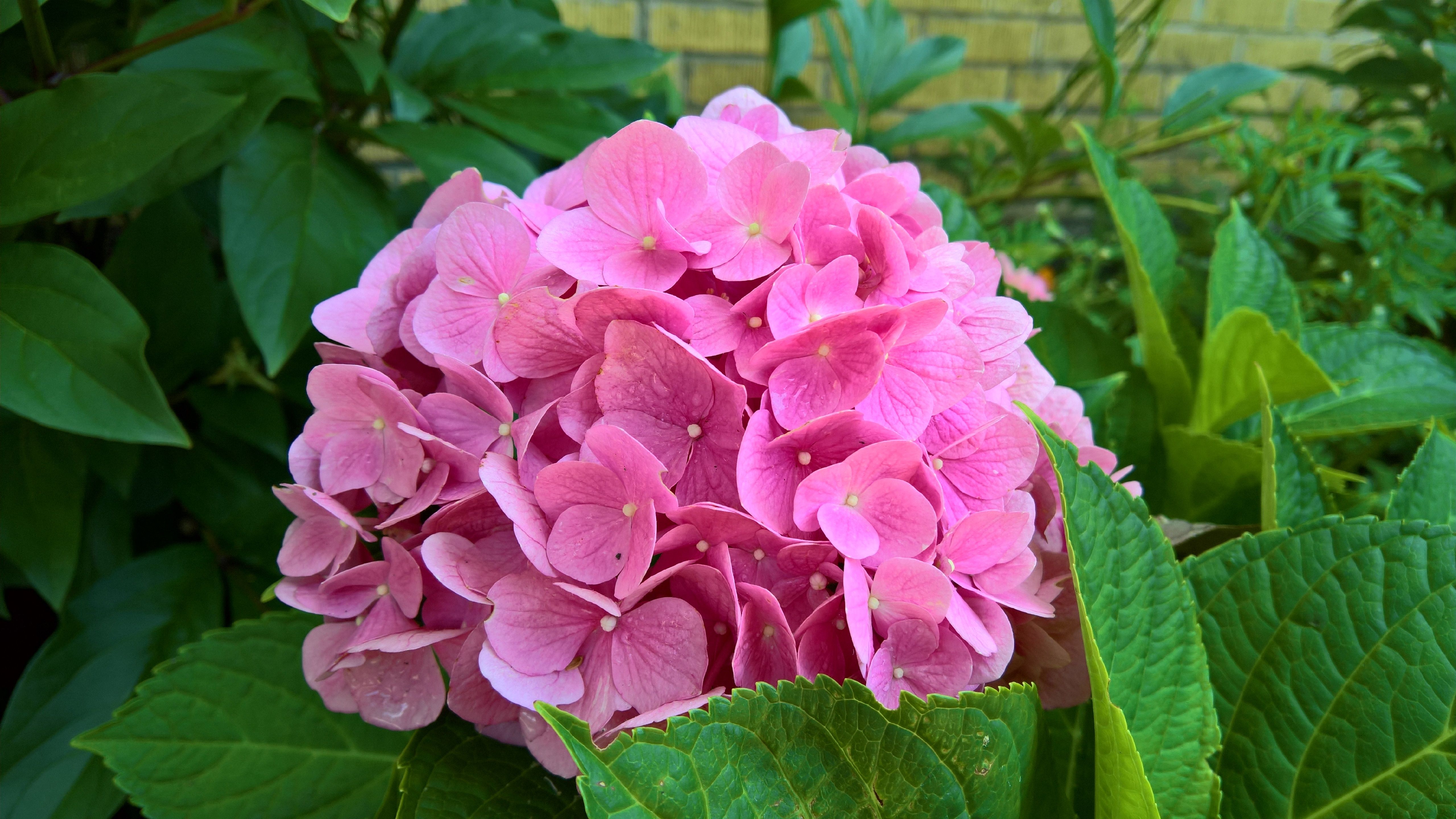 Pink Hydrangea Wallpapers Wallpaper Cave