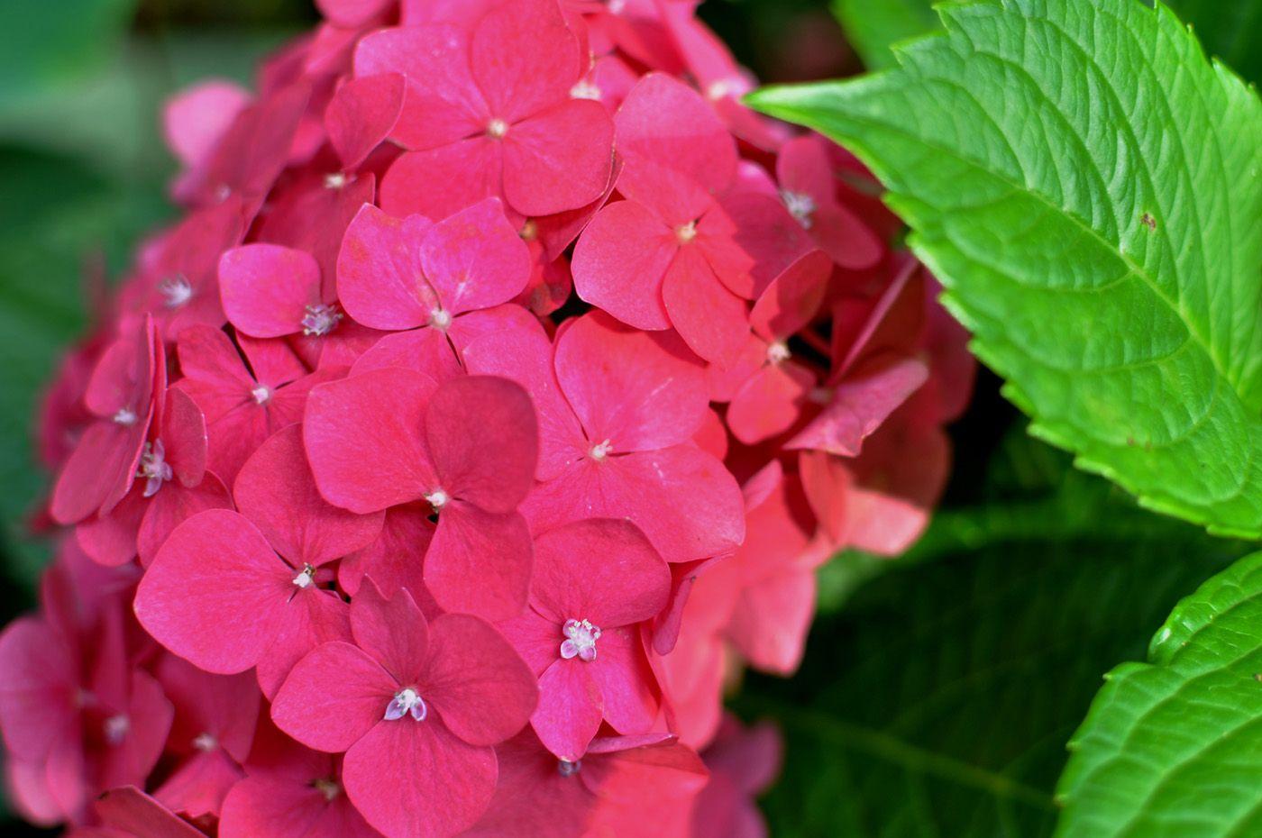 Pink Hydrangea Wallpapers Wallpaper Cave