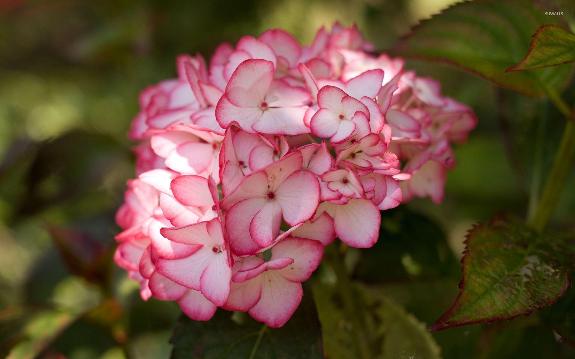 Pink Hydrangea Wallpapers Wallpaper Cave