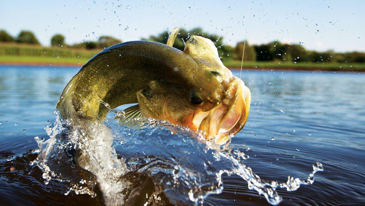 Bass Fishing Wallpapers For Android Wallpaper Cave