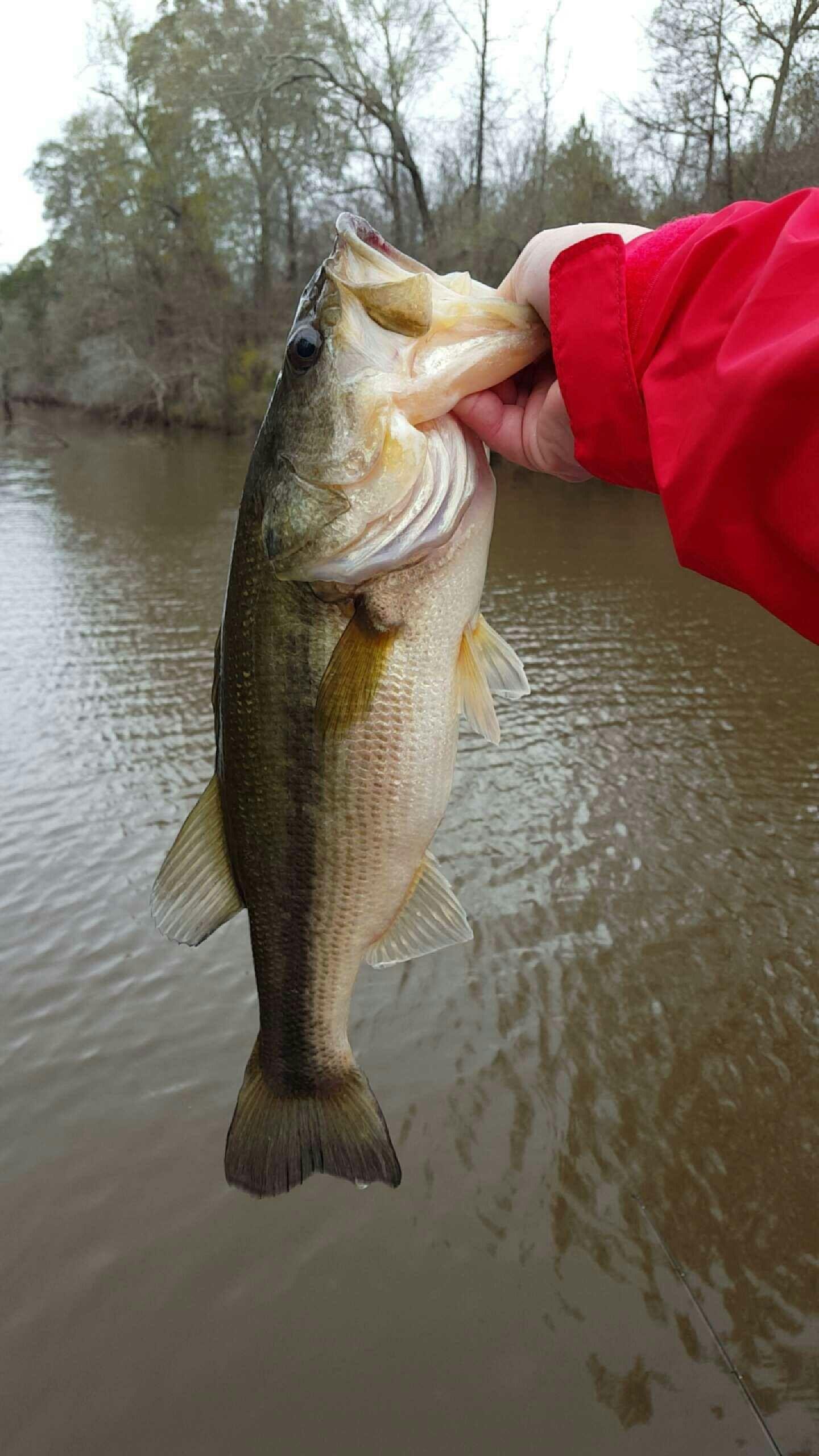 Bass Fishing Wallpapers Wallpaper Cave