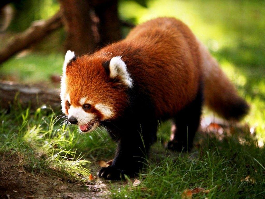 Cute Wild Animal Wallpapers