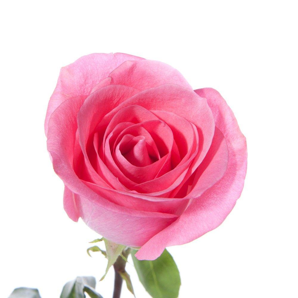 Single Pink Rose Wallpapers Wallpaper Cave