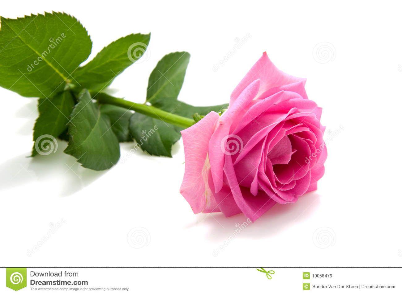 Single Pink Rose Wallpapers Wallpaper Cave