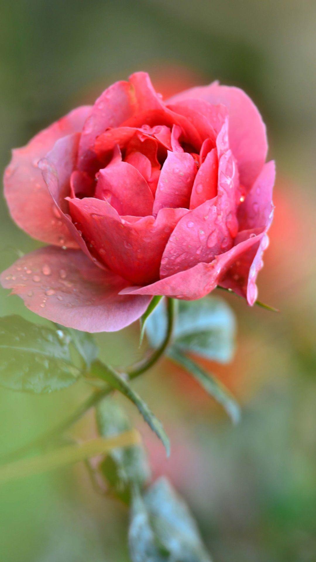 Single Pink Rose Wallpapers Wallpaper Cave
