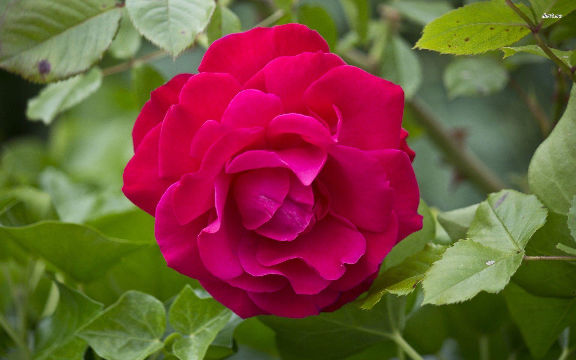 Single Pink Rose Wallpapers Wallpaper Cave