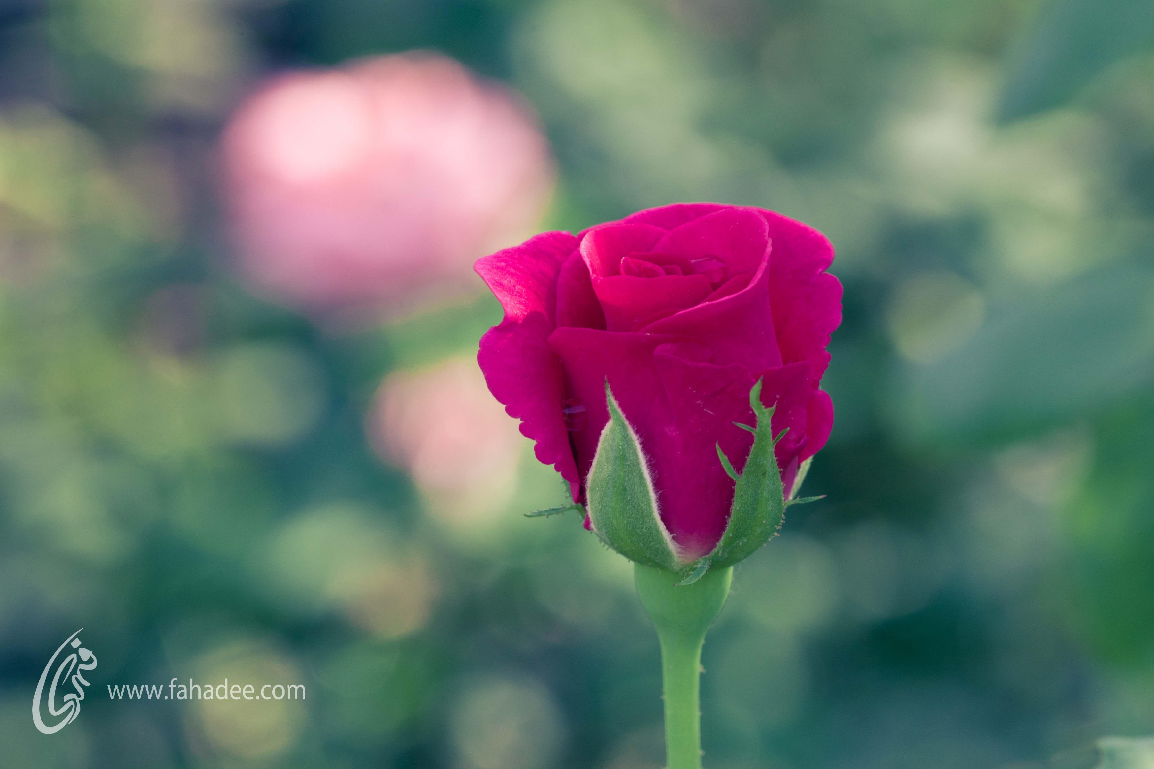 Single Pink Rose Wallpapers Wallpaper Cave